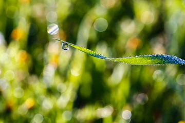 green grass closeup with dew drops