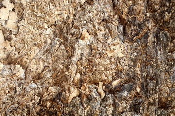 Tree bark detail for background.
