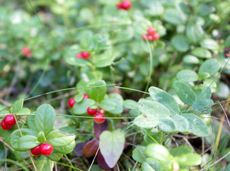Branches of the cowberry 