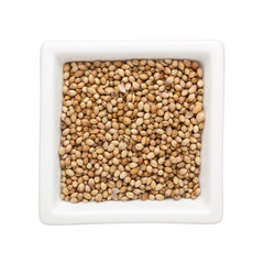Coriander seeds