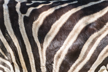 Fototapeta na wymiar Zebra skin detail