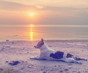 dog on the beach at sunset background