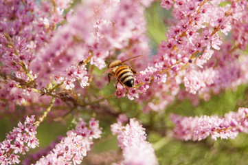 Wallpaper Macro of Bee Working on Pink Flower, Blur Background
