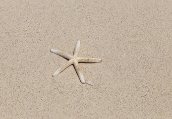 starfish on the beach in Thailand.