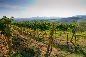 Fototapeta na wymiar Italy, Tuscany, Bolgheri valley, vineyard, wine grape