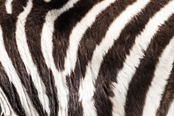 Obraz na płótnie Canvas Zebra skin detail
