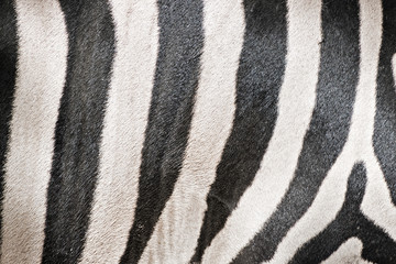 Fototapeta na wymiar Zebra skin detail