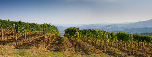 Italy, Tuscany, Bolgheri valley, vineyard, wine grape - obrazy, fototapety, plakaty