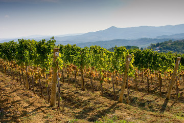 Fototapeta na wymiar Italy, Tuscany, Bolgheri valley, vineyard, wine grape