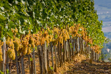 Italy, Tuscany, Bolgheri valley, vineyard, wine grape