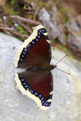 Trauermantel Schmetterling