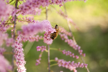 Wallpaper Macro of Bee Working on Pink Flower, Blur Background