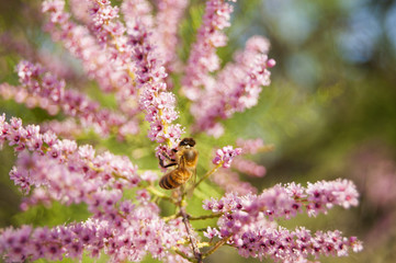Wallpaper Macro of Bee Working on Pink Flower, Blur Background