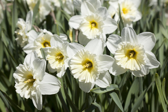 Blooming white daffodils in the park sunny spring day