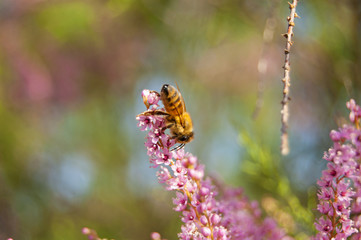 Wallpaper Macro of Bee Working on Pink Flower, Blur Background