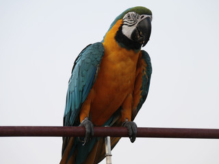 parrot's core, parrot