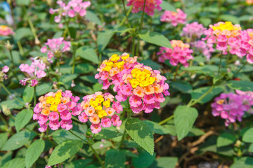 yellow and Pink flower