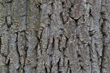 Alte rustikale Holzbretter als Hintergrund