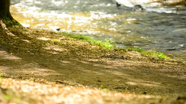 Spacer grupy szkolnej po szklaku turystycznym nad rzeką. 