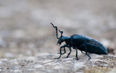 Insektenbestand dramatisch gesunken