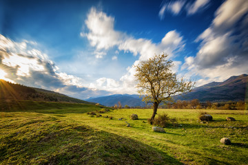 Fototapeta na wymiar The lonely tree, near Tazha village, Bulgaria