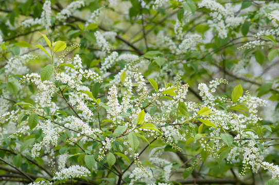 Gew&ouml;hnliche Traubenkirsche