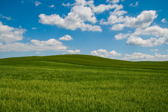 Fototapeta Rolling green hills and blue sky with clouds