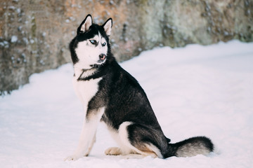 Husky Dog Play Sit In Snow. Winter 
