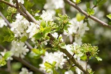 Apfelb&auml;ume, Fr&uuml;hling im Obstgarten