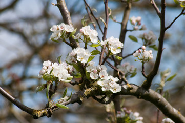 Apfelbäume, Frühling im Obstgarten