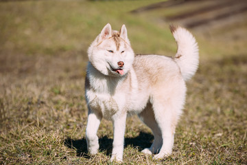 Young Funny White Husky Puppy Dog With Blue Eyes Play Outdoor