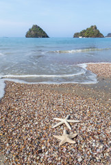 Starfish and shells on the beach in Thailand.
