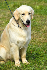 Labrador dog sits in the grass