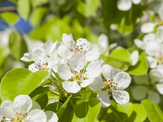 Flowers of Pear Tree, Pyrus communis, with leaves, close-up on bokeh background, selective focus, shallow DOF