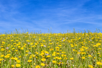 Field of blooming dandelions