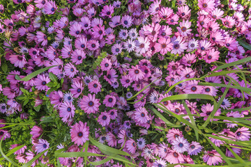 Obraz premium Chamomile Persian in the park
