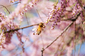 Wallpaper Macro of Bee Working on Pink Flower, Blur Background