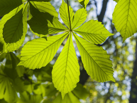 Leaves of horse chestnut tree in morning sunlight, selective focus, shallow DOF