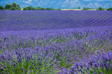 Naklejka na ściany i meble Lavanda fields. Provence
