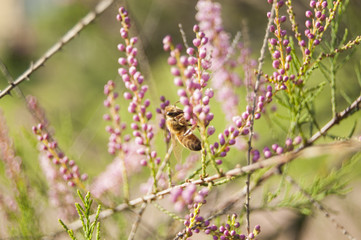 Wallpaper Macro of Bee Working on Pink Flower, Blur Background