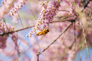 Wallpaper Macro of Bee Working on Pink Flower, Blur Background