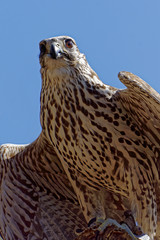 saker falcon