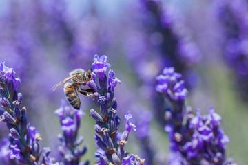 Blooming lavender on a field.