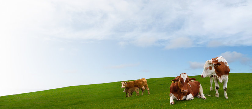 Cow herd grazing on green meadow.
