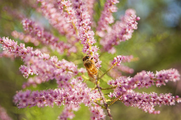 Wallpaper Macro of Bee Working on Pink Flower, Blur Background