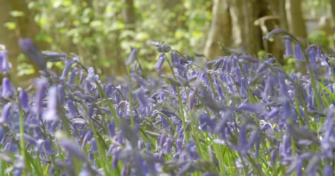 Woodland Area Of Spring Bluebells In Full Bloom. Filmed In 4K Resolution.