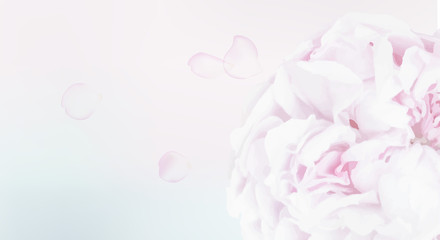 Obraz na płótnie Canvas pink rose macro