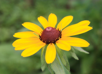 Yellow rudbeckia