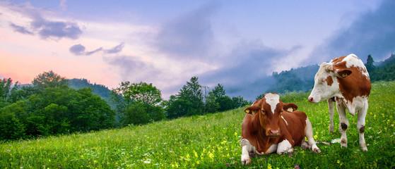 Cows grazing on a green, summer meadow. © PHOTOEURO