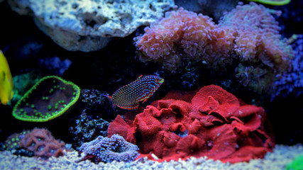 Ornate leopard wrasse 